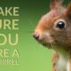 Make Sure You Hire A Squirrel