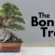 The Bonsai Tree