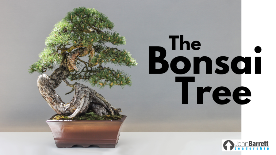 The Bonsai Tree