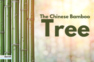 The Chinese Bamboo Tree